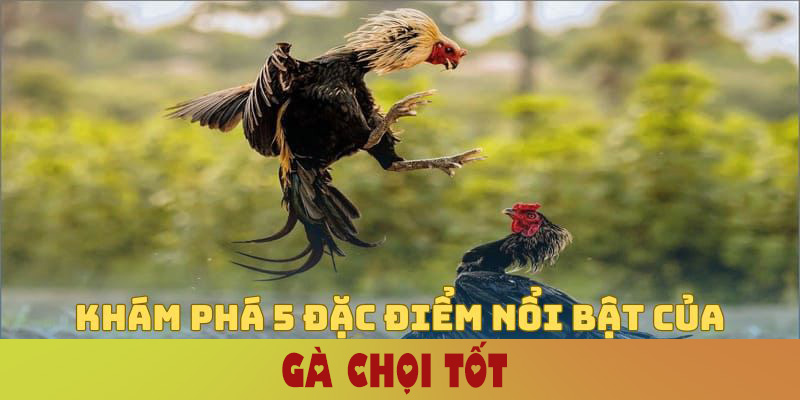 gà chọi tốt