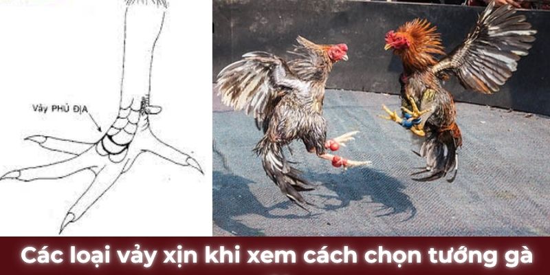 Các loại vảy xịn khi xem cách chọn tướng gà đá