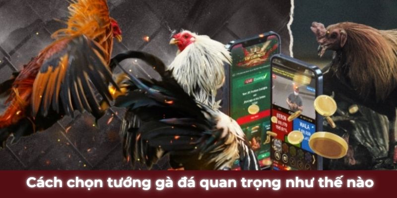 Cách chọn tướng gà đá quan trọng như thế nào