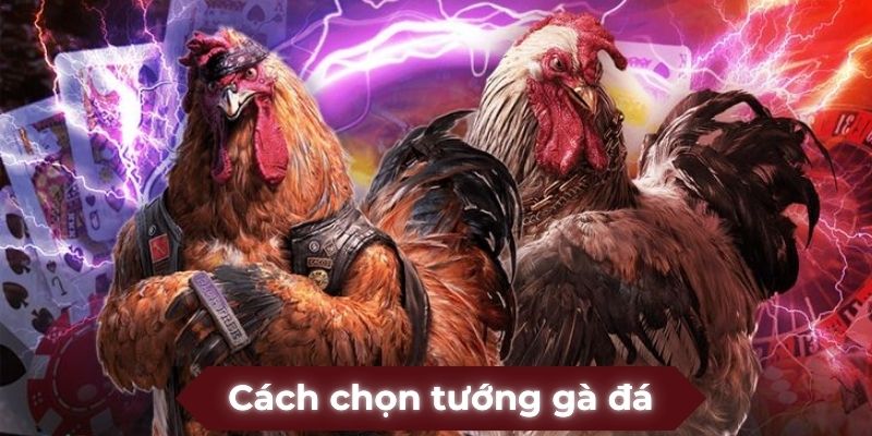 cách chọn tướng gà đá