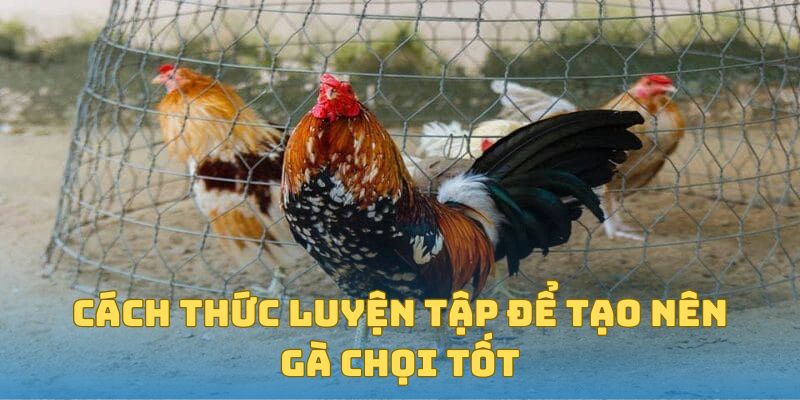 Cách thức luyện tập để tạo nên gà chọi tốt