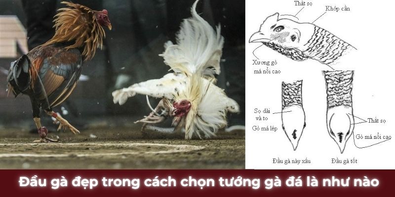 Đầu gà đẹp trong cách chọn tướng gà đá là như nào