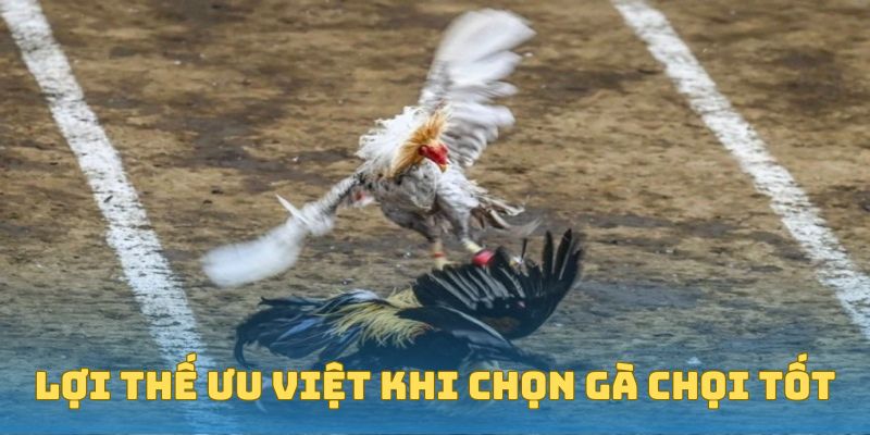 Lợi thế ưu việt khi chọn gà chọi tốt