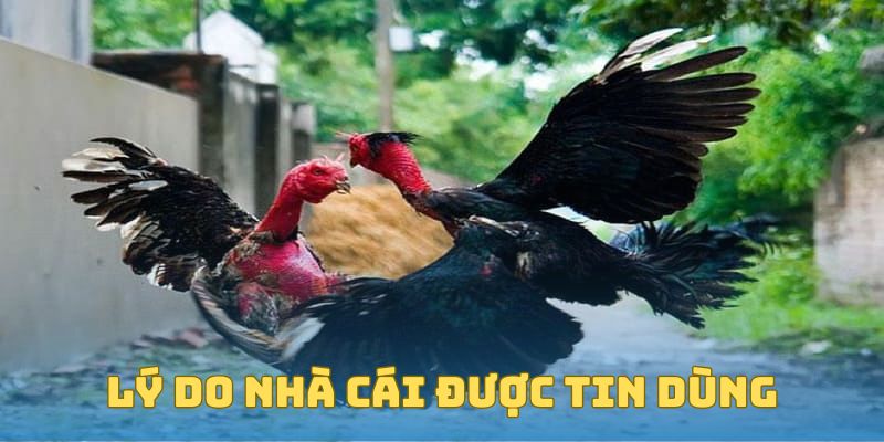 Lý do nhà cái được tin dùng