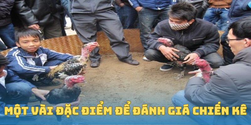 Một vài đặc điểm để đánh giá chiến kê