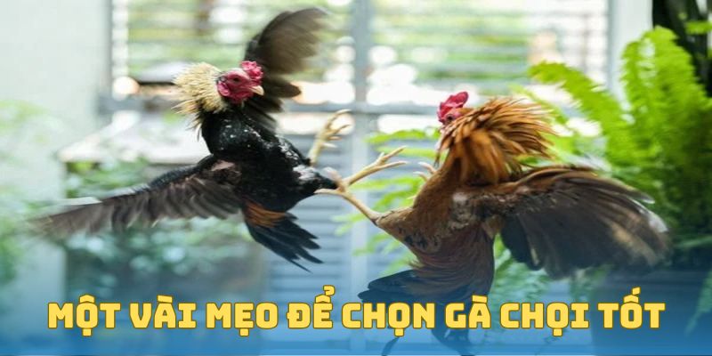 Một vài mẹo để chọn gà chọi tốt