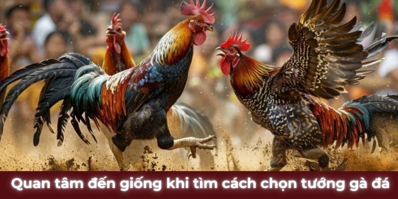 Quan tâm đến giống khi tìm cách chọn tướng gà đá