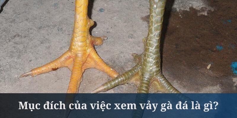 Xem vảy gà đá là căn cứ để đánh giá một phần sức mạnh