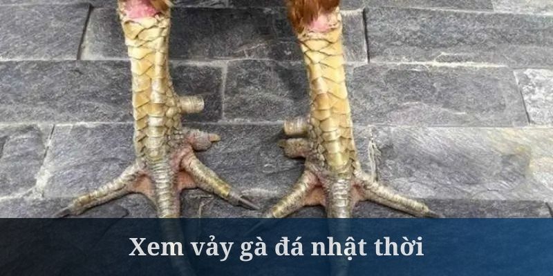 Xem vảy gà đá loại nhật thời khá được người chơi ưa chuộng