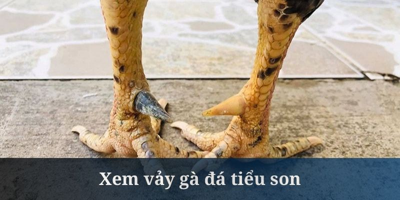 Vảy tiểu son cũng được xem là một đặc điểm nổi bật