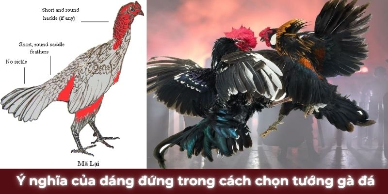 Ý nghĩa của dáng đứng trong cách chọn tướng gà đá